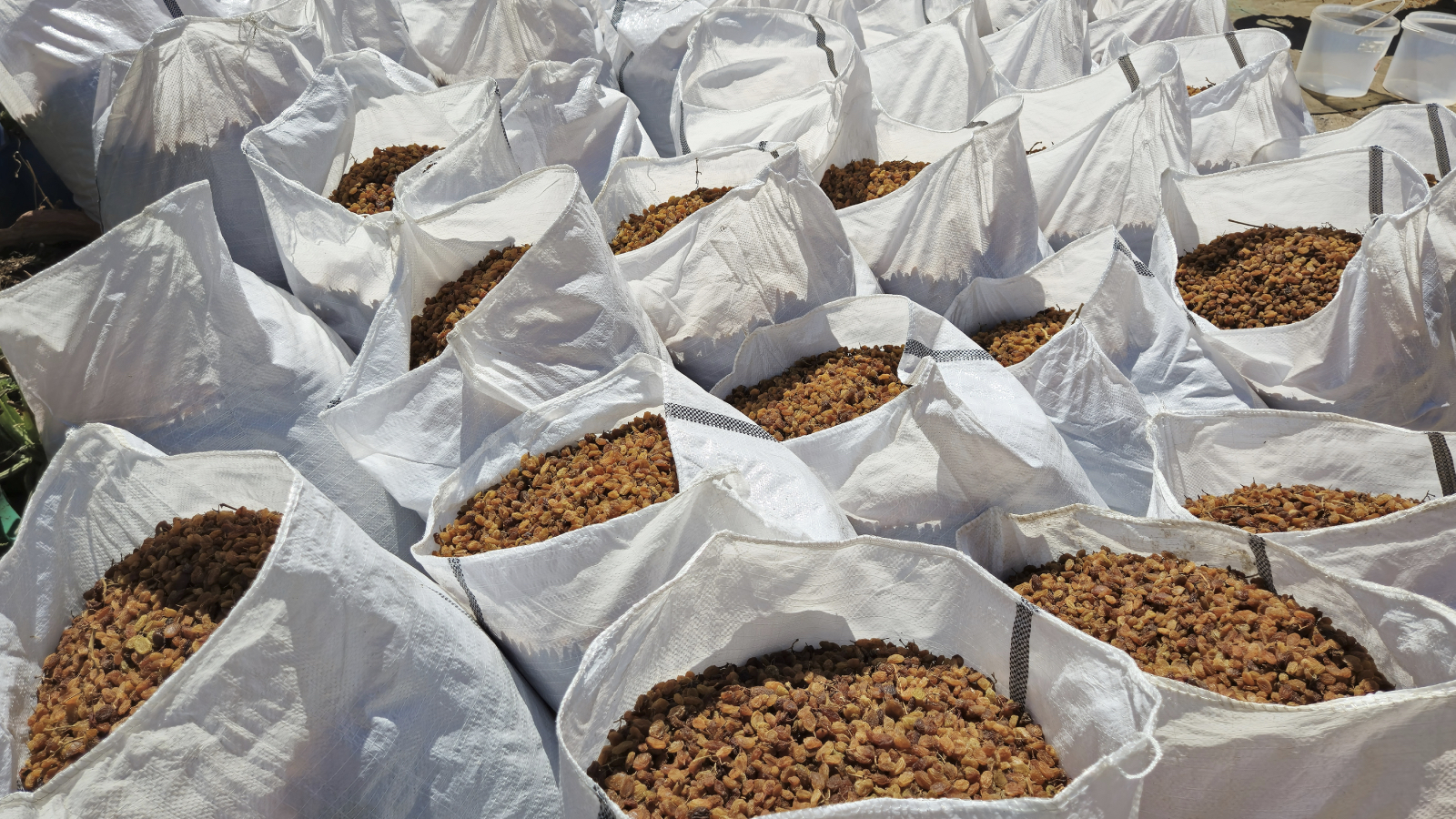 Türkiye’nin kuru üzüm ihracatı 546,5 milyon dolarla rekor kırdı