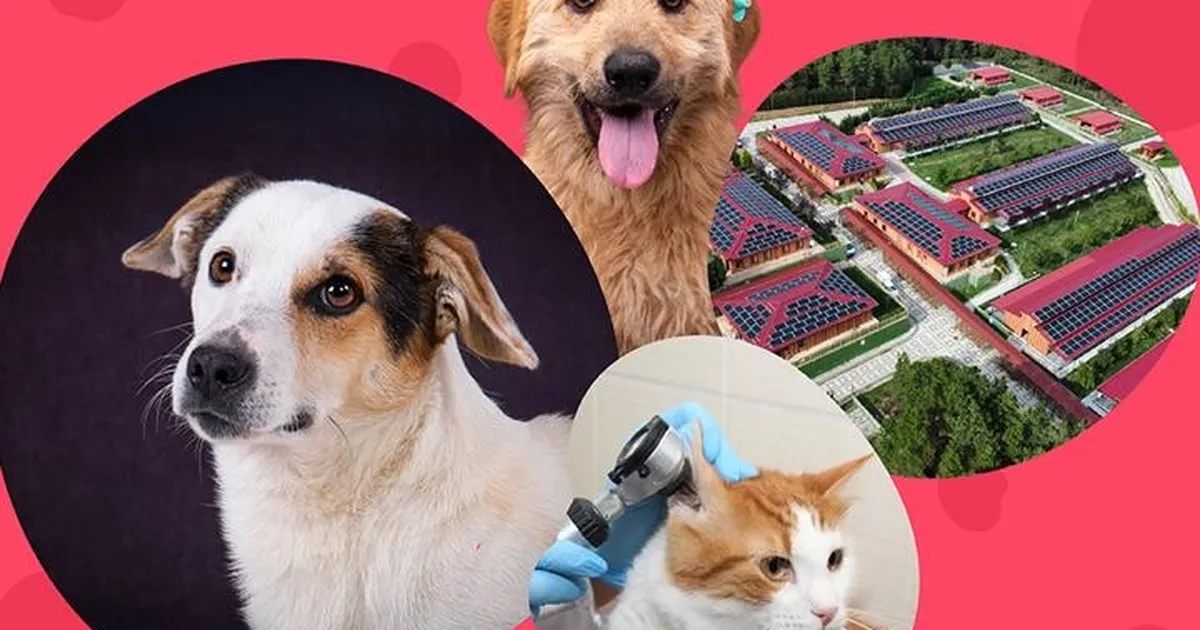 İstanbul Vakfı’ndan can dostlara destek çağrısı