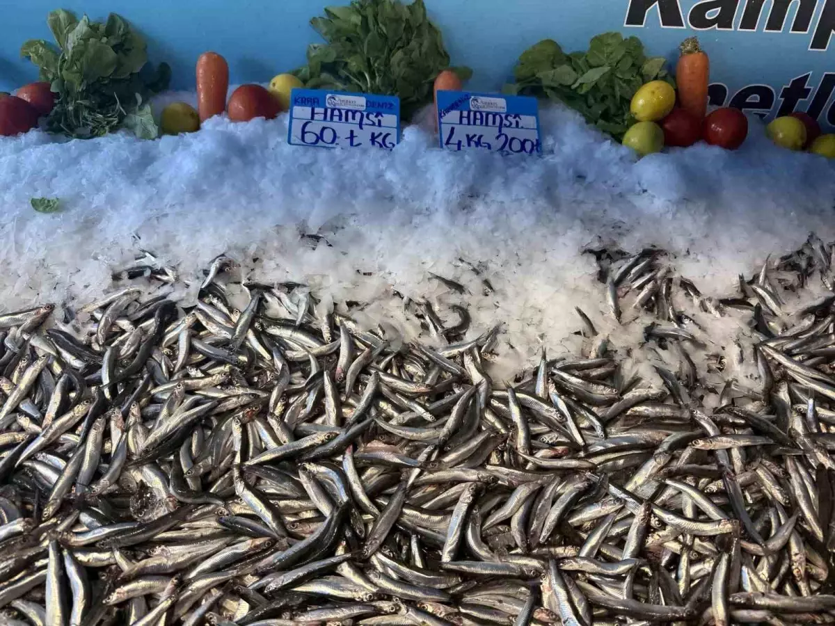 Hamsinin Fiyatı Düşmeye Devam Ediyor