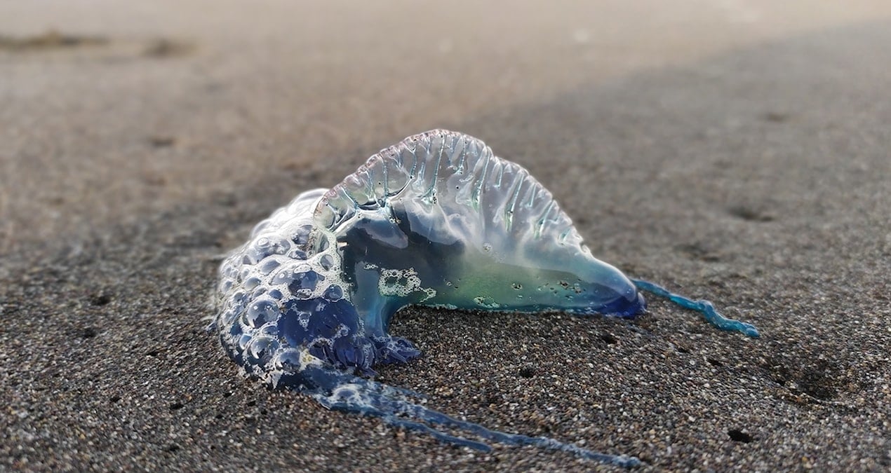 Tek tek sahile vuruyorlar: Uzmanlar uyardı, sakın dokunmayın