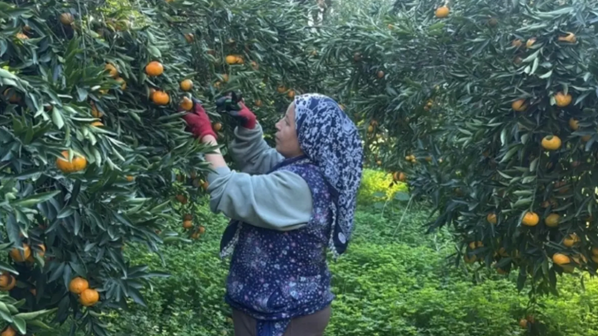 Bodrum mandalinası bahçede 15, manavlarda 100 lira