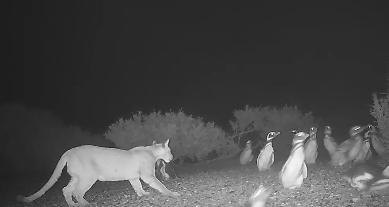 Daha önce hiç görülmemişti: Penguenleri avlıyorlar