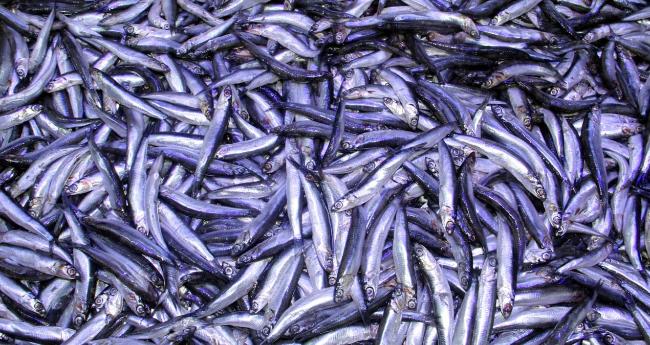 Hamside arz-talep çıkmazı: Balık boldu ama balıkçı kazanamadı