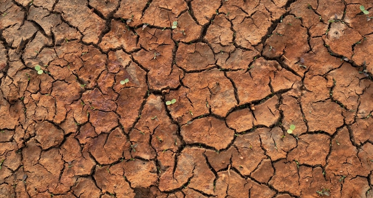 Kuraklığa karşı ‘kök’ hamlesi