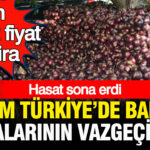 Turkiyenin her yerinde balik sofralarinin vazgecilmezi hasadi biten cografi isaretli soganda en dusuk fiyat V53KxFje